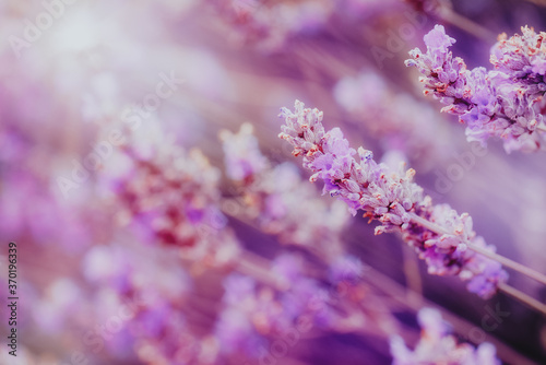 Flowers of Lavender in summer garden. Lavender background