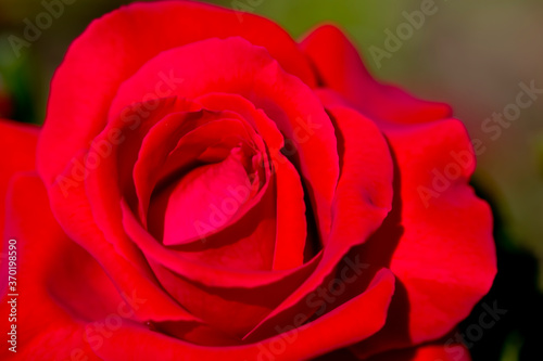 beautiful red rose in bloom