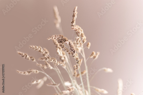 blurred reeds in the wind