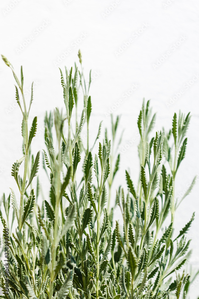 Obraz premium Green Lavender bush
