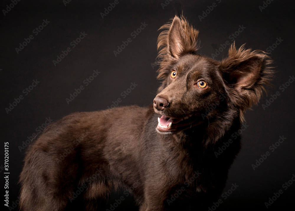 Fototapeta premium Black background with room for text with golden eyes and dramatic lighting