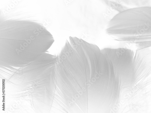 Beautiful abstract gray and white feathers on white background  soft brown feather texture on white pattern background  yellow feather background
