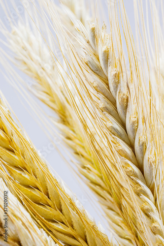 Yellow ears of rye on a white background. Ripening prickly ears of rye. photo