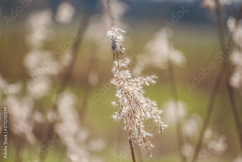 Close-up reed plume in the sun with field background