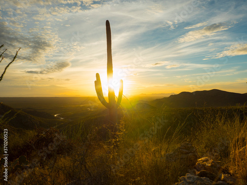 The sun setting behind a giant Saguaro cactus