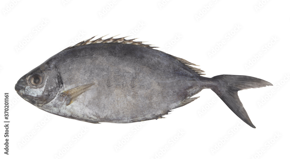 Fine-spotted rabbitfish or spinefoot isolated on white background