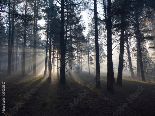 Bright sun rays filter through trees in a pine forest