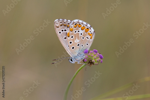 Fototapeta Naklejka Na Ścianę i Meble -  Adonis blue (Lysandra bellargus, Polyommatus bellargus) butterfly