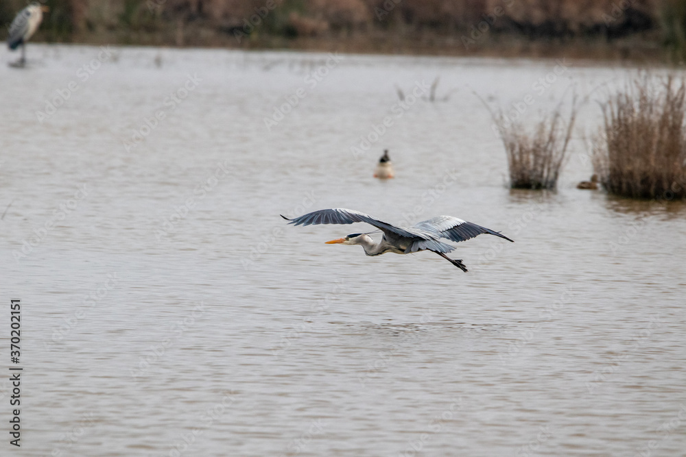 garza volando garza volando
