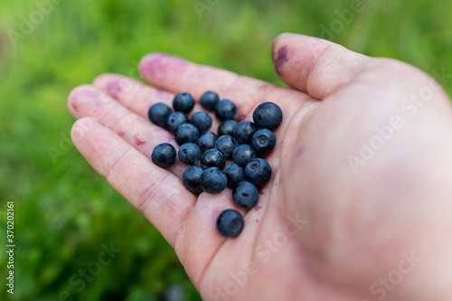 Holding cranberries in the hand in mountain environment