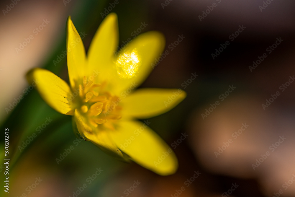 Ficaire fausse-renoncule (Ranunculus ficaria) Ficaire fausse-renoncule (Ranunculus ficaria)
