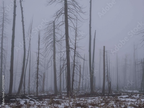 Fotografia Towering barren trees in dense fog in the aftermath of a forest fire