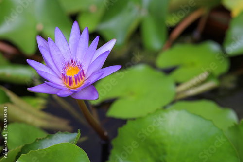 close up lotus flower purple color is so beautiful in garden at thailand