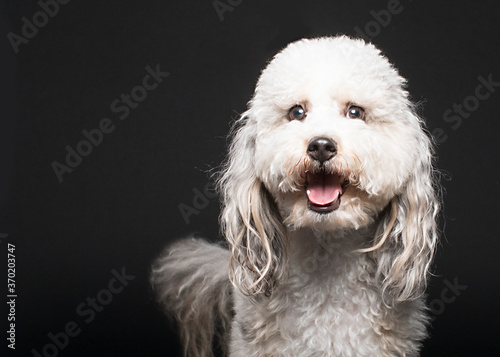 Dramatic studio headshot of shaggy white dog looking surprised on black background