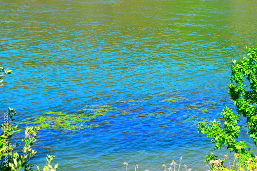 gefallene Blätter im Rhein photo