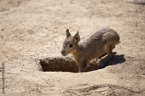 Alert young Patagonian hare entering its burrow