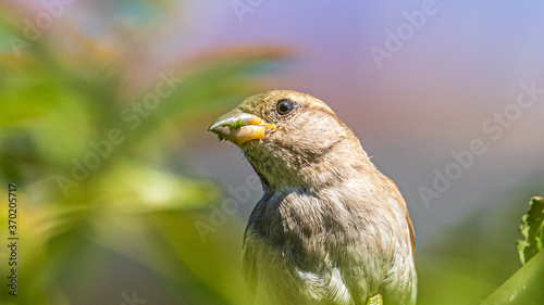 sparrow on a branch © Alvaro