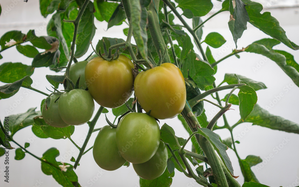 Photograph of a tomato crop of green and red color, in the Valle del Cauca Colombia.