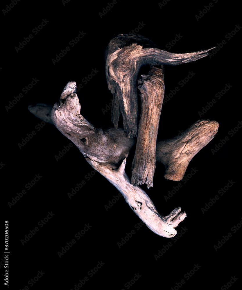 Fototapeta premium North Shore Driftwood