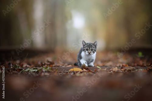 Kitten in autumn leaves