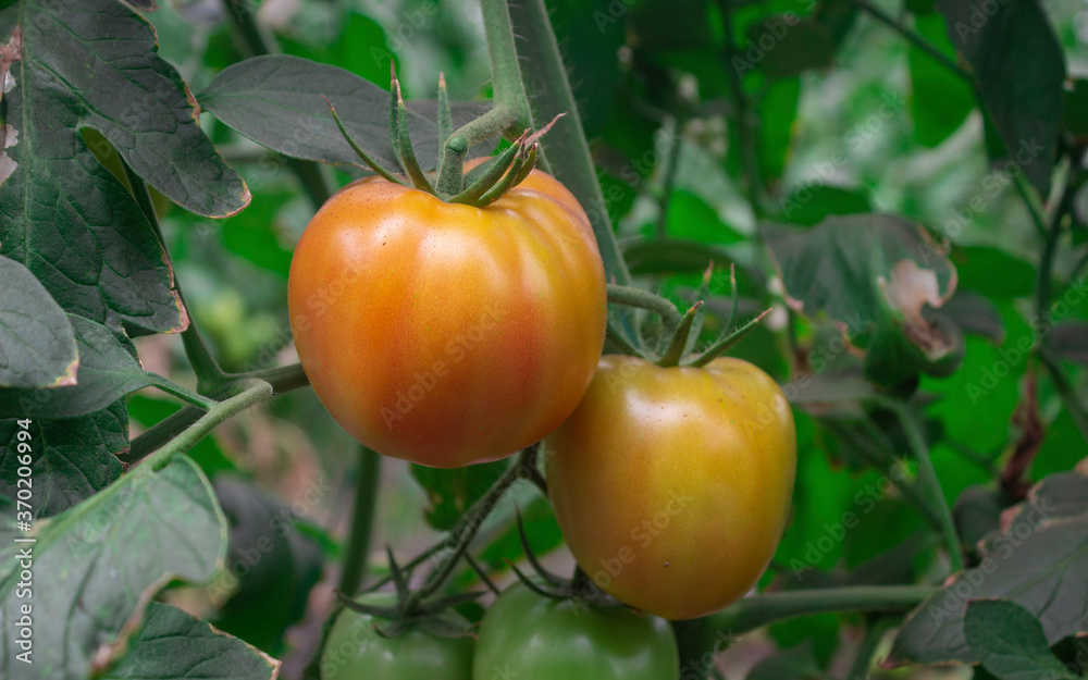 Photograph of a tomato crop of green and red color, in the Valle del Cauca Colombia.
