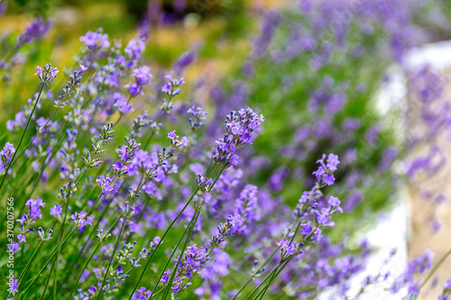 Lavender blooming in natural conditions on the meadow.