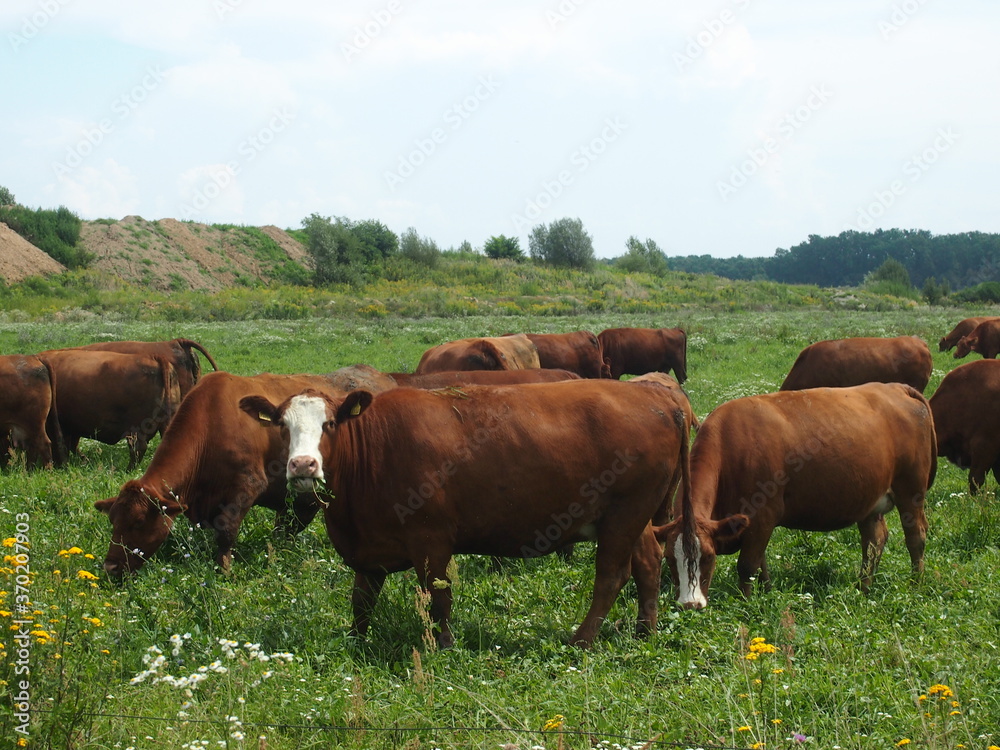 Bonsmara cows in meadow