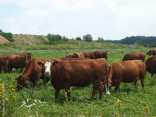 Bonsmara cows in meadow © JumpingWasp