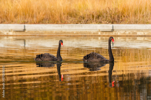 a rare exemplary of black swan exsisting in Italy / It is a water selvatic bird with black plumage and a red beak with a white tip