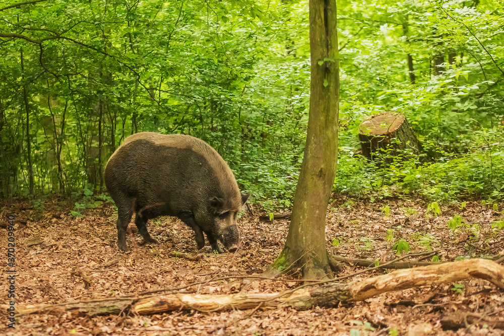 wild boar (Sus scrofa) snout digs in the ground and searches for food wild boar (Sus scrofa) snout digs in the ground and searches for food