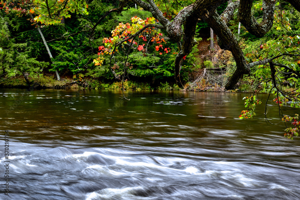 Maple tree with autumn leaf color with stream and flowing water Maple tree with autumn leaf color with stream and flowing water