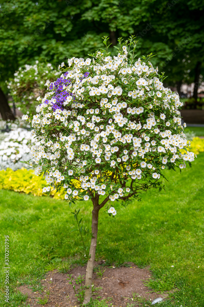 A small shrub with white and blue flowers on the public park photographed on a sunny summer day.