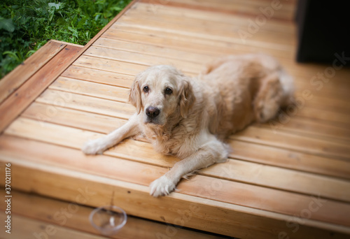 Labrador retriever lies on a wooden terrace outside.