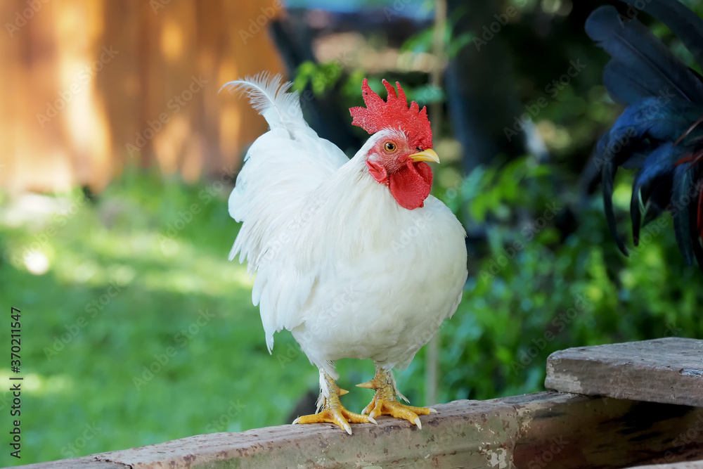 Beautiful white bantam chicken perched on the wood.With face and eyes, bantam in a relaxed mood.