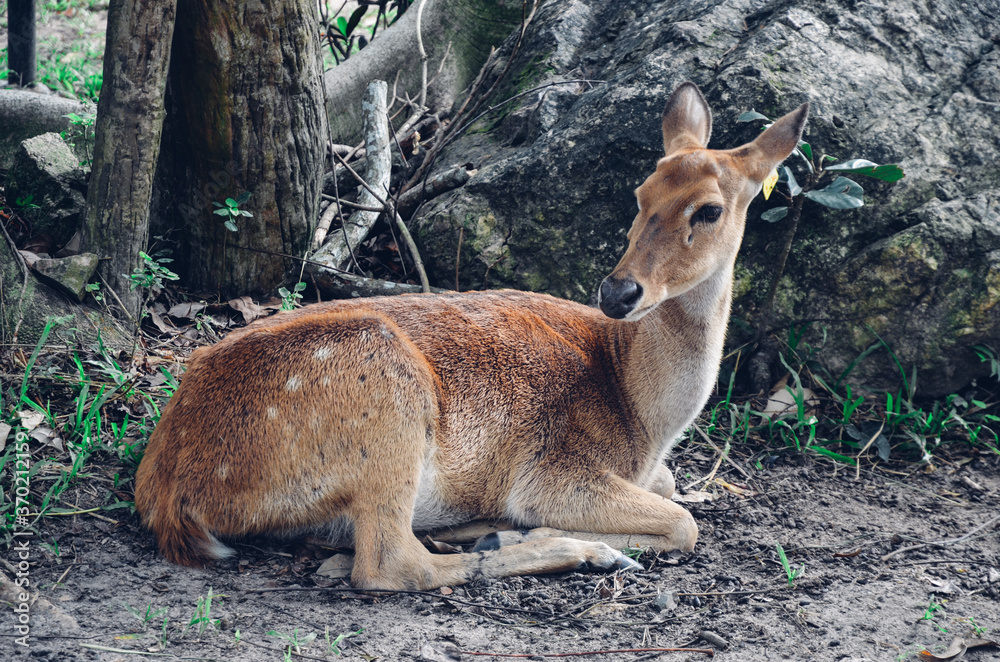 Fototapeta premium A young barasinga deer is resting in nature