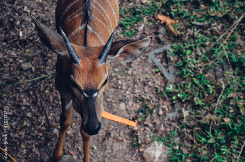 A little bongo antelope is eating a carrot photo