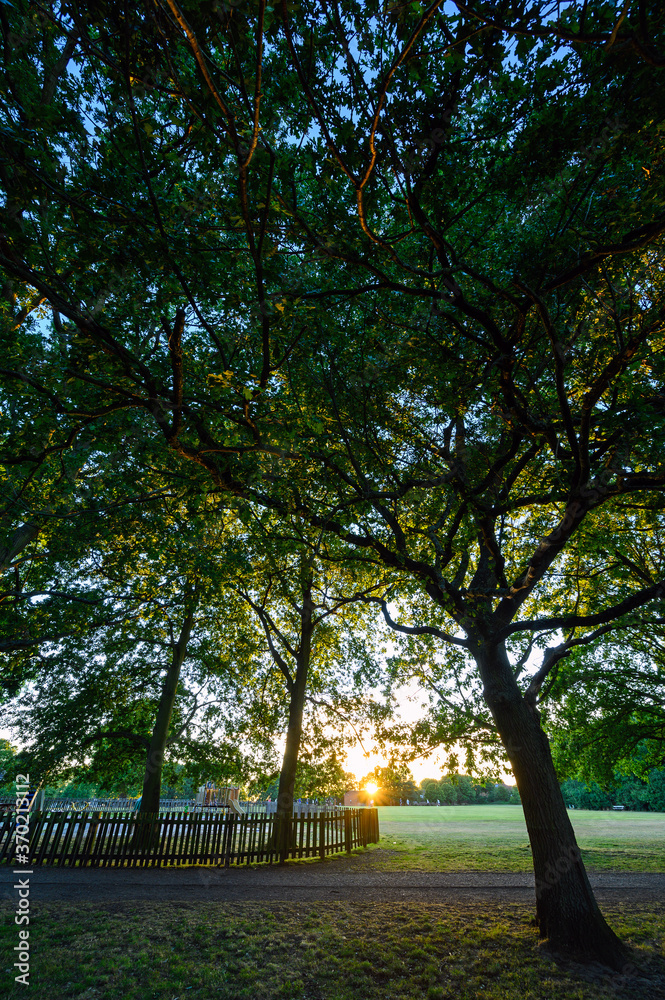 Oak trees in Harvington Park, Beckenham, Kent. These majestic oaks are seen at sunset with the setting sun behind. There is a children's playground and playing fields. Oak trees in a park.