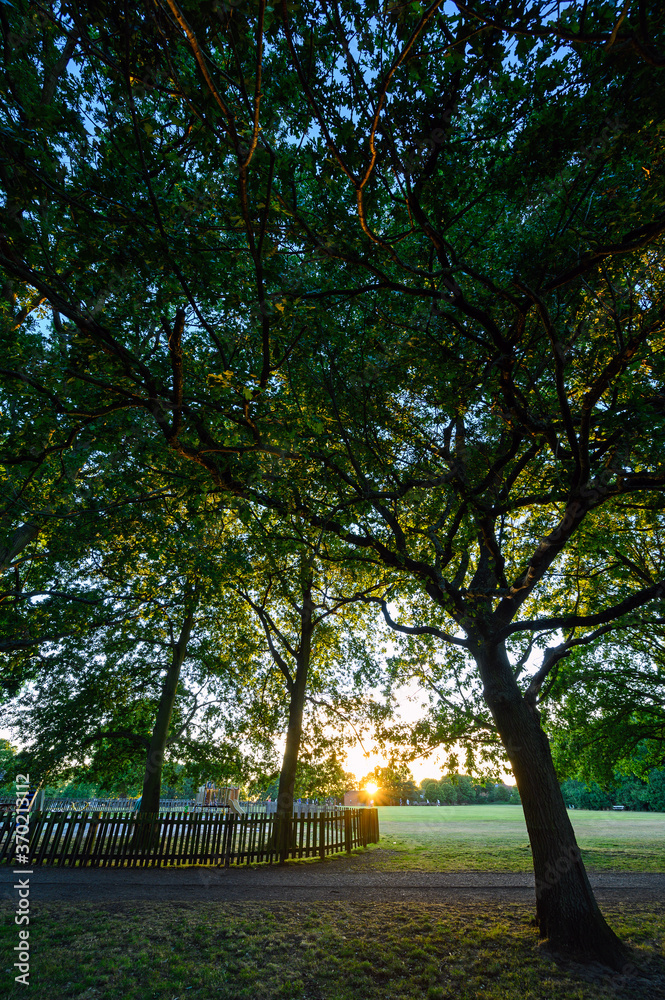 Oak trees in Harvington Park, Beckenham, Kent. These majestic oaks are seen at sunset with the setting sun behind. There is a children's playground and playing fields. Oak trees in a park. Oak trees in Harvington Park, Beckenham, Kent. These majestic oaks are seen at sunset with the setting sun behind. There is a children's playground and playing fields. Oak trees in a park.