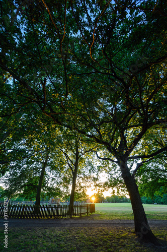 Oak trees in Harvington Park, Beckenham, Kent. These majestic oaks are seen at sunset with the setting sun behind. There is a children's playground and playing fields. Oak trees in a park.