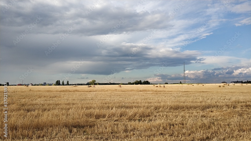 Fototapeta premium wheat field and blue sky