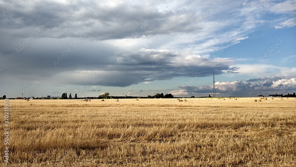 field of wheat and clouds