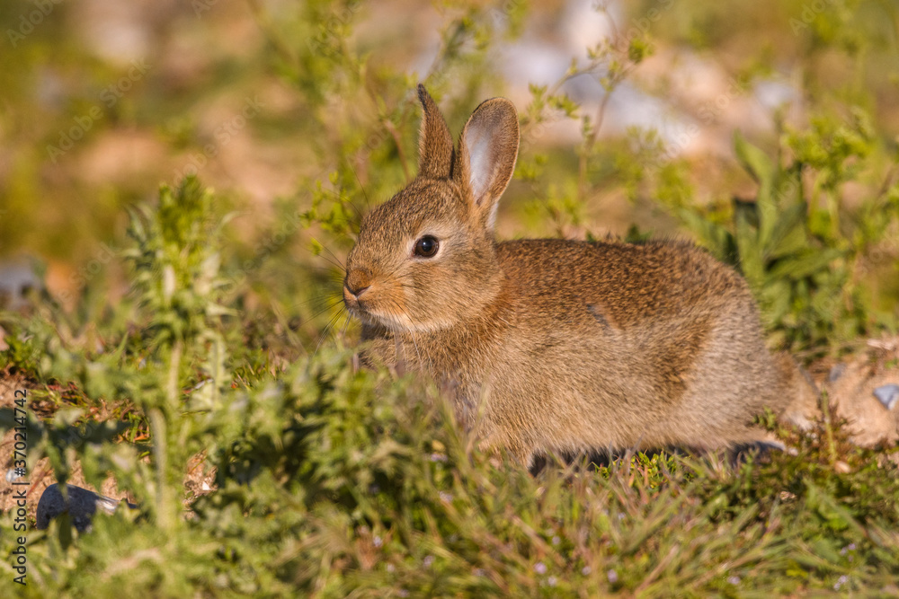 Lapin de garenne ou Lapin commun (Oryctolagus cuniculus) Lapin de garenne ou Lapin commun (Oryctolagus cuniculus)