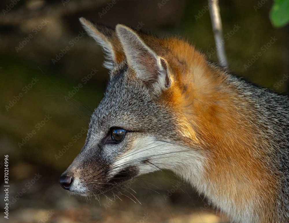 Gray fox, seen in the wild in North California Gray fox, seen in the wild in North California