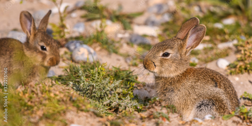 Lapin de garenne ou Lapin commun (Oryctolagus cuniculus) Lapin de garenne ou Lapin commun (Oryctolagus cuniculus)