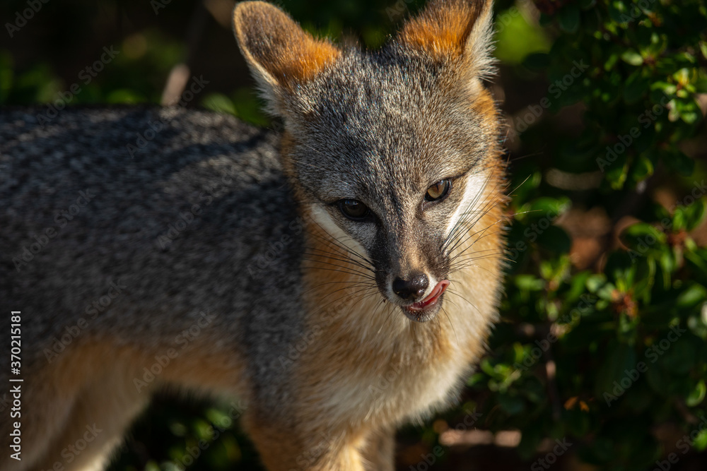 Gray fox, seen in the wild in North California Gray fox, seen in the wild in North California