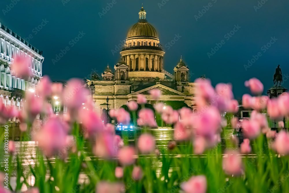 Evening Saint Petersburg. Russia. St. Isaac's Cathedral on the background of blooming tulips. Pink tulips bloom at St. Isaac's Cathedral. Architecture Of Russia. Flowers on St. Isaac's square.