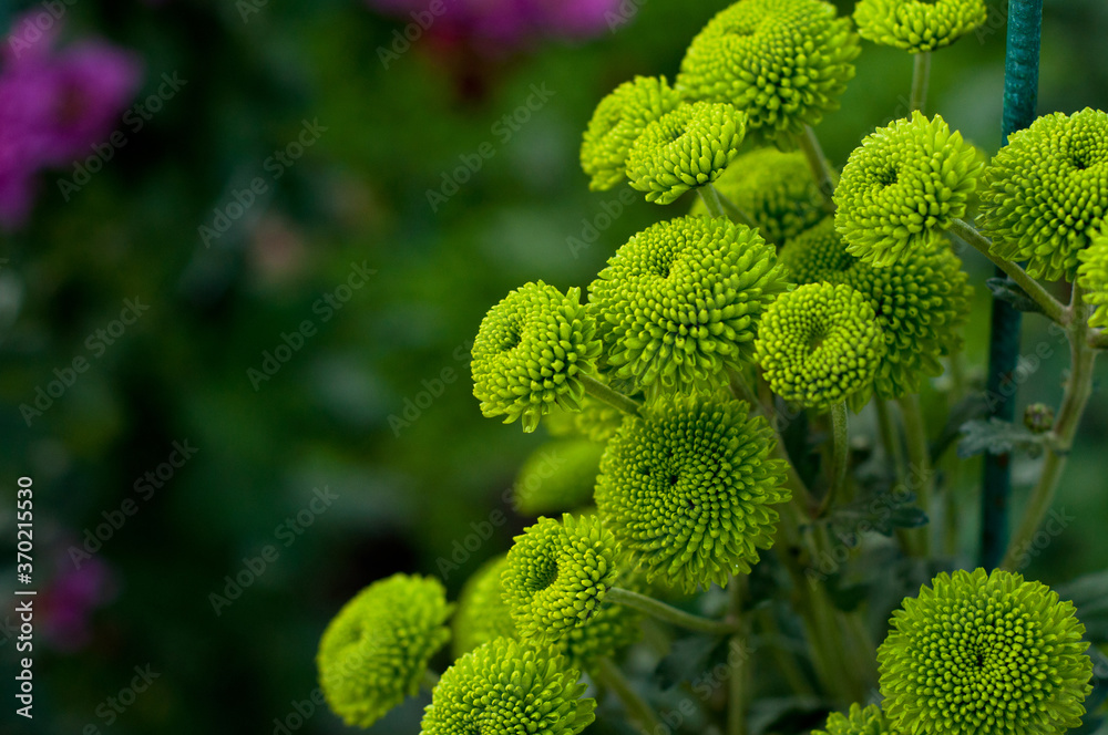 Close up photo of a bush of green chrysanthemum flowers with yellow centers. Bush of autumn chrysanthemums. Garden plants, growing flowers. Close up photo of a bush of green chrysanthemum flowers with yellow centers. Bush of autumn chrysanthemums. Garden plants, growing flowers.