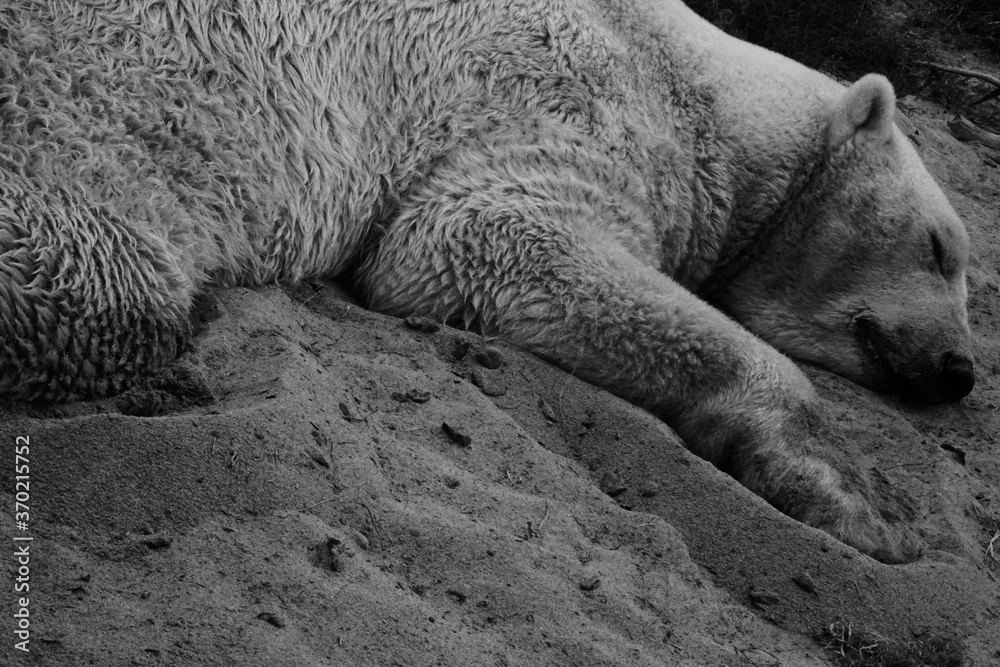 Obraz premium Polar Bear Snooze