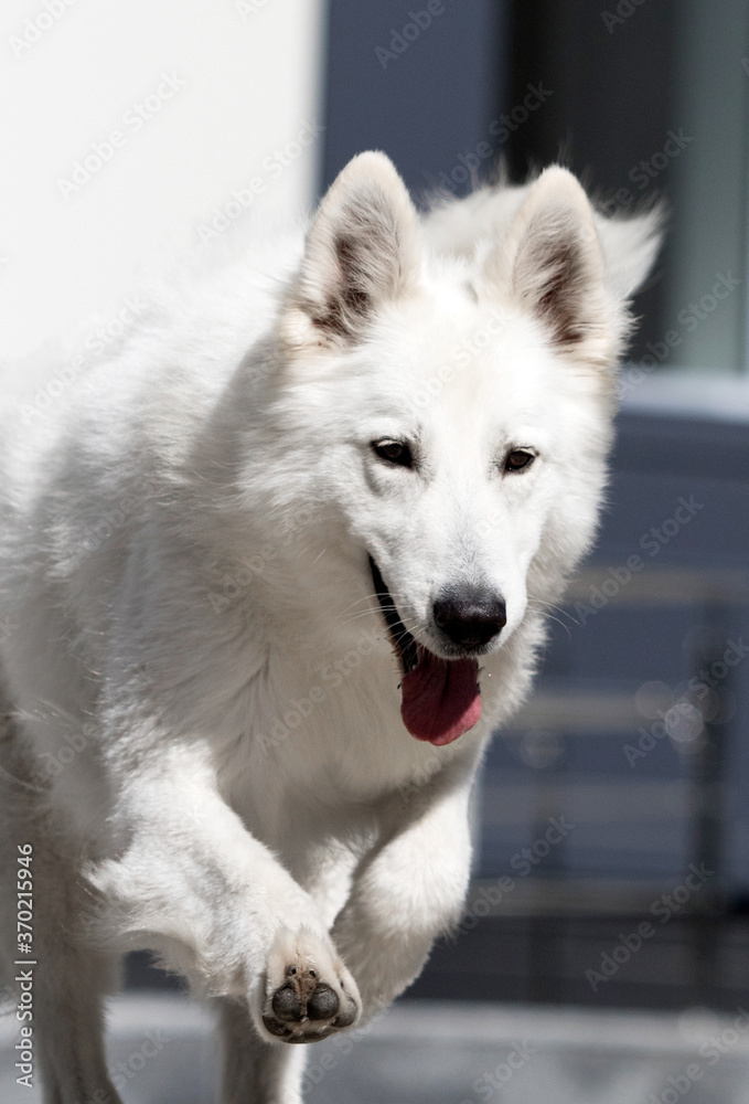 Obraz premium shepherd dog playing on an active walk