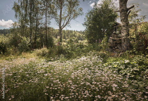 Sunny field of chamomile. Abandoned village in the background.